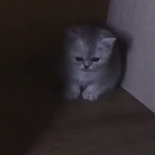 Sad cat  8