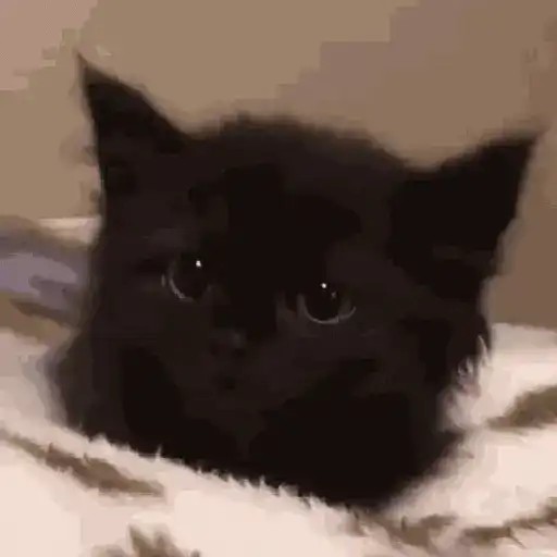 Sad cat  9