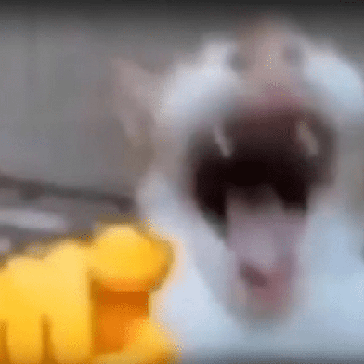 CATS 🐈😺 - WASticker