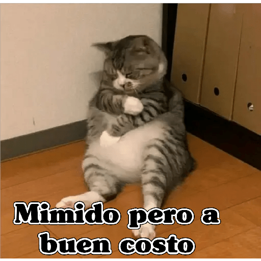 💫 Memes Gatos #4❣️ 4