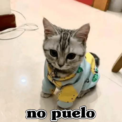 💫 Memes Gatos #4❣️ 16