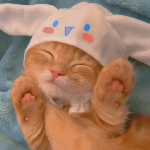 💫 Memes Gatos #4❣️ 21
