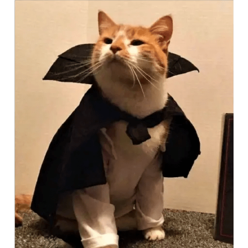 💫 Memes Gatos #4❣️ 27