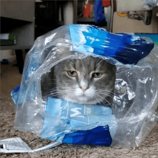 💫 Memes Gatos #4❣️ 23