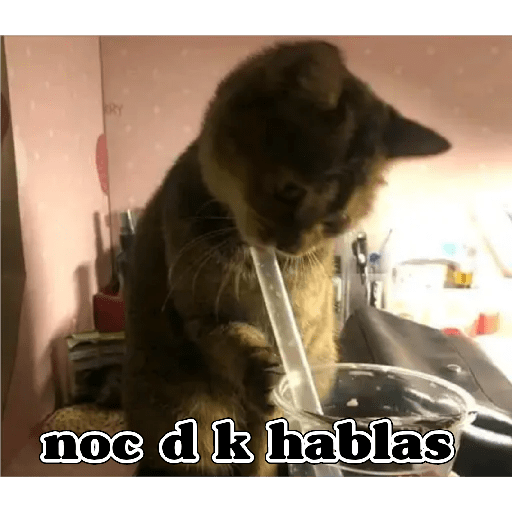 💫 Memes Gatos #4❣️ 10