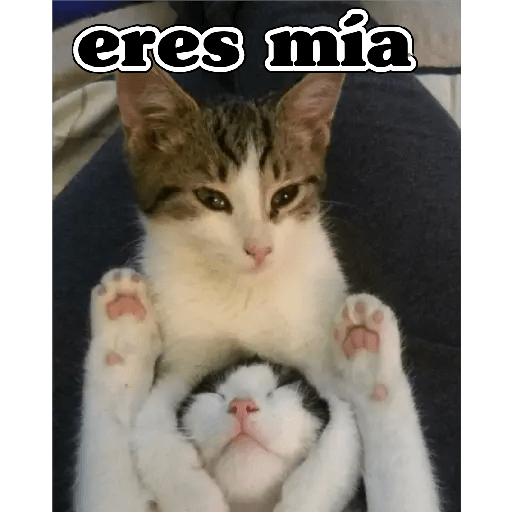 💫 Memes Gatos #4❣️ 13