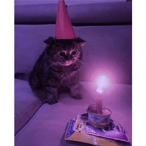 💫 Memes Gatos #4❣️ 8