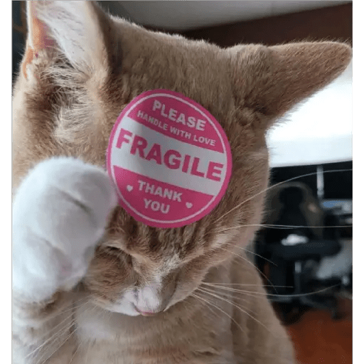 💫 Memes Gatos #4❣️ 24