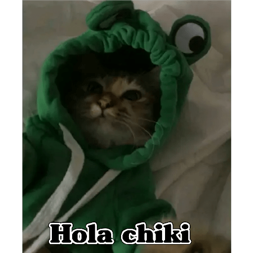 💫 Memes Gatos #4❣️ 11