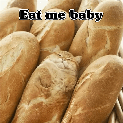 💫 Memes Gatos #4❣️ 25
