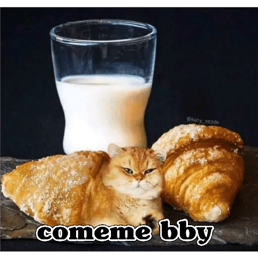 💫 Memes Gatos #4❣️ 18