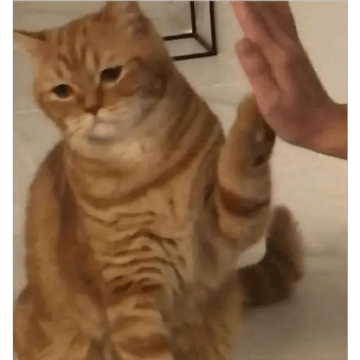 💫 Memes Gatos #4❣️ 14