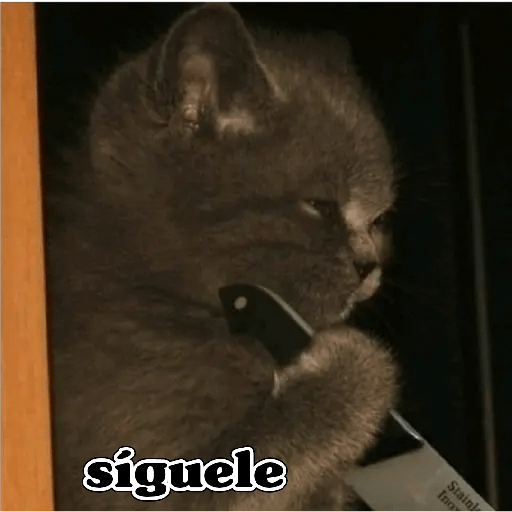 💫 Memes Gatos #4❣️ 3