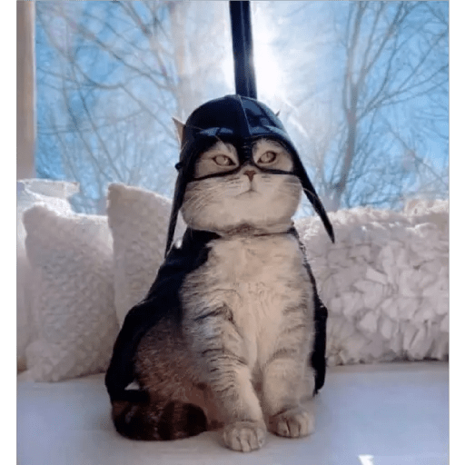 💫 Memes Gatos #4❣️ 22