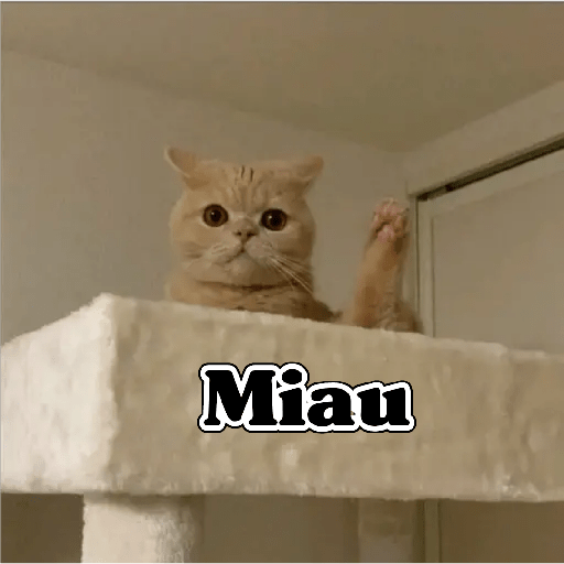 💫 Memes Gatos #4❣️ 20
