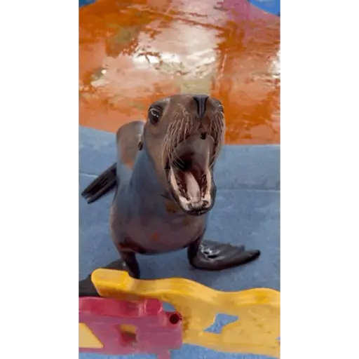 Waaa 1