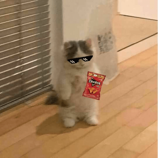 Cute cats 🙀