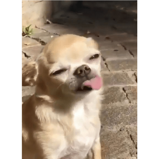 Köpek mood 13