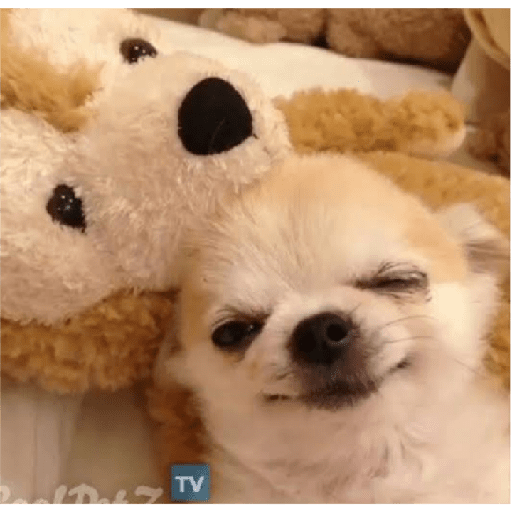 Köpek mood 29