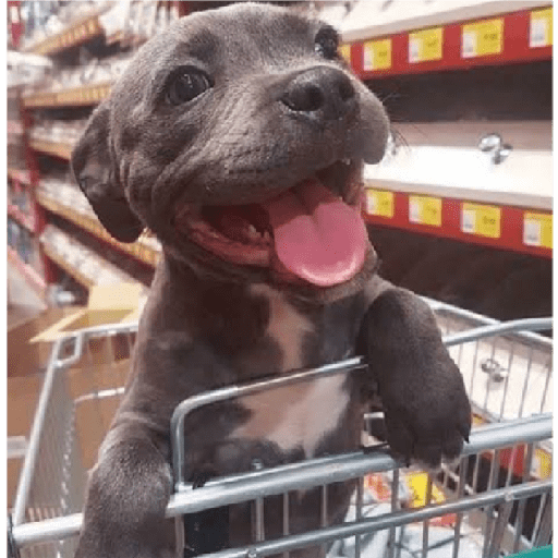 Köpek mood 26