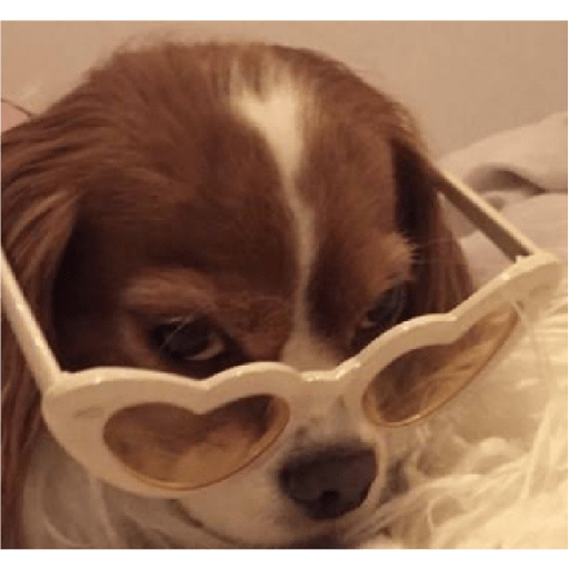 Köpek mood 18