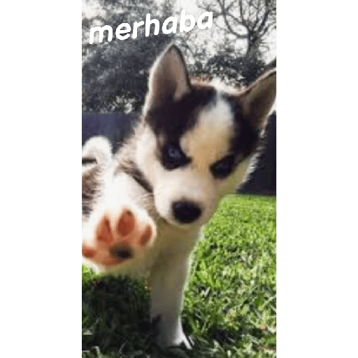 Köpek mood 30