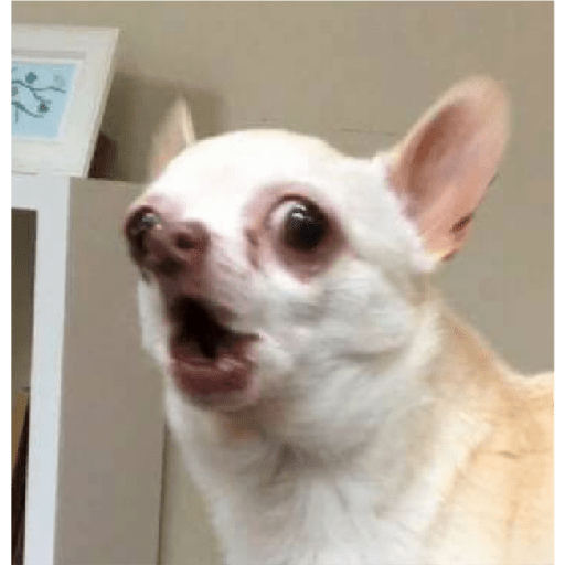 Köpek mood 24