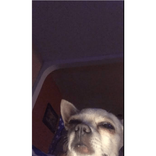 Köpek mood 28
