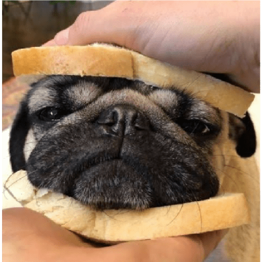 Köpek mood 6