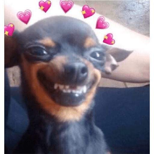 Köpek mood 21