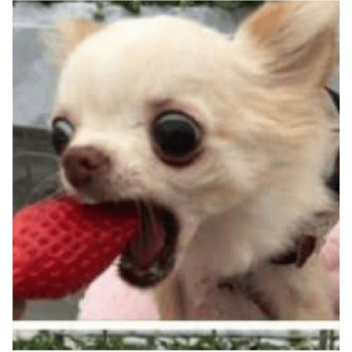 Köpek mood 16