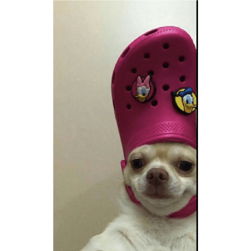 Köpek mood 7