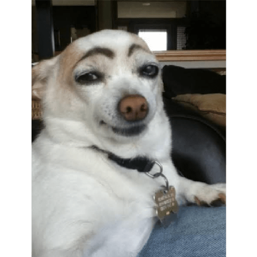 Köpek mood 14