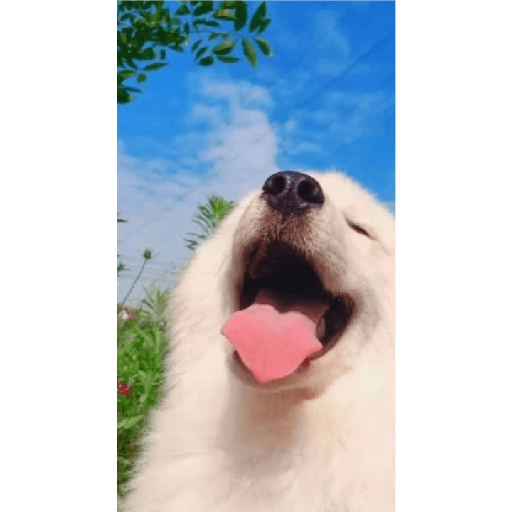 Köpek mood 2