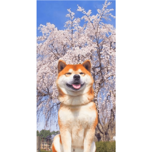 Köpek mood 3