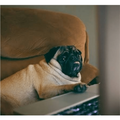 Köpek mood 27
