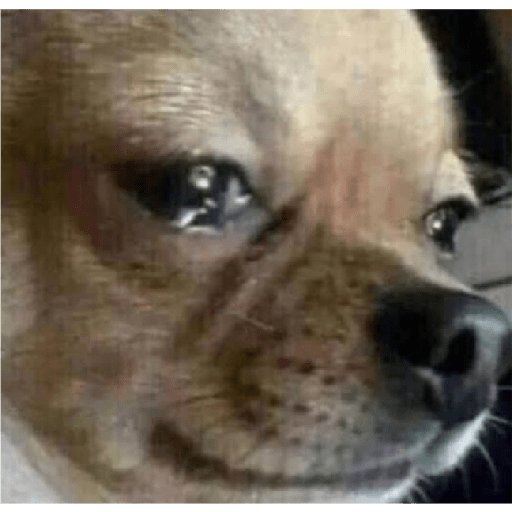 Köpek mood 12