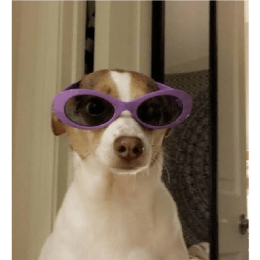Köpek mood 23