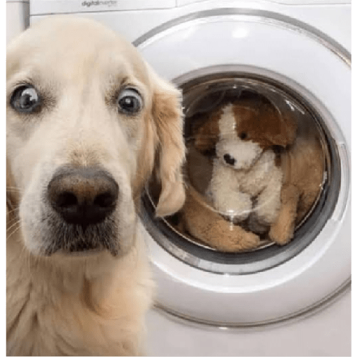 Köpek mood 9