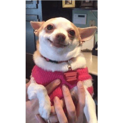 Köpek mood 25