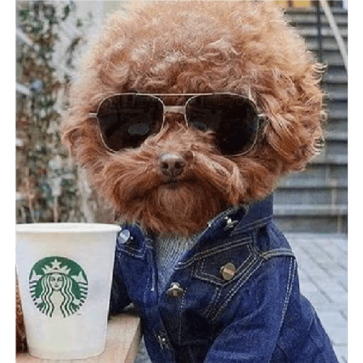 Köpek mood 19