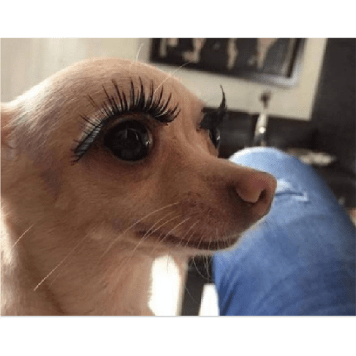 Köpek mood 20
