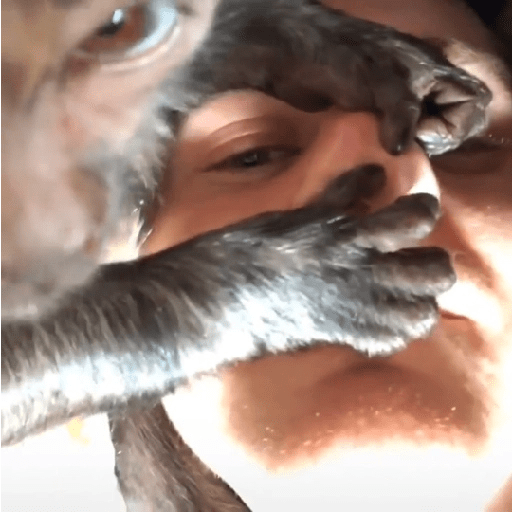 Changos 27