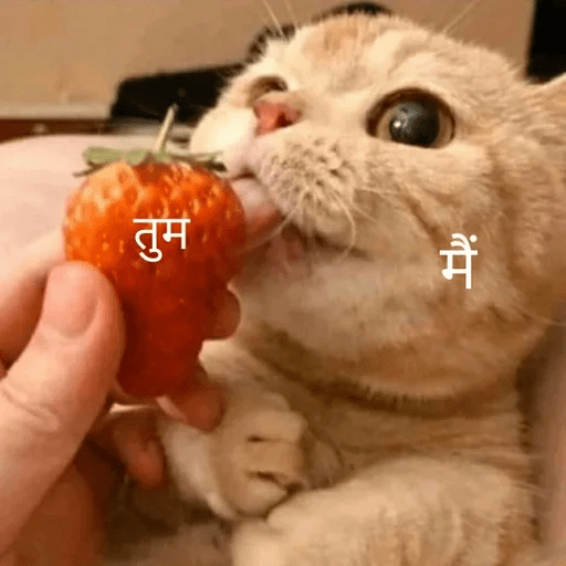 Hindi memes 8