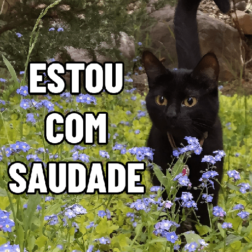 GATINHOS ROMÂNTICOS ❤️😻 14