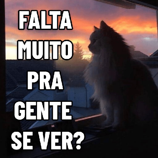 GATINHOS ROMÂNTICOS ❤️😻 10