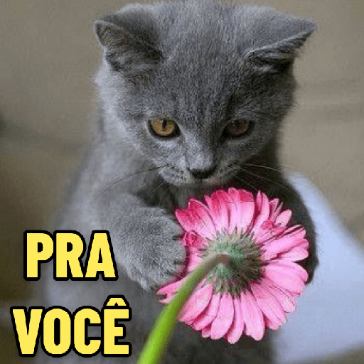 GATINHOS ROMÂNTICOS ❤️😻 7