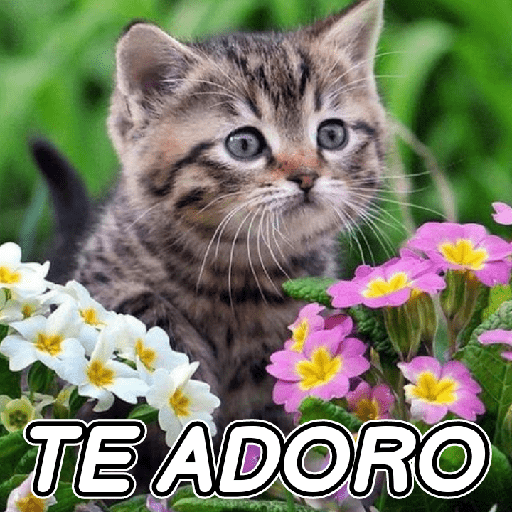 GATINHOS ROMÂNTICOS ❤️😻 12