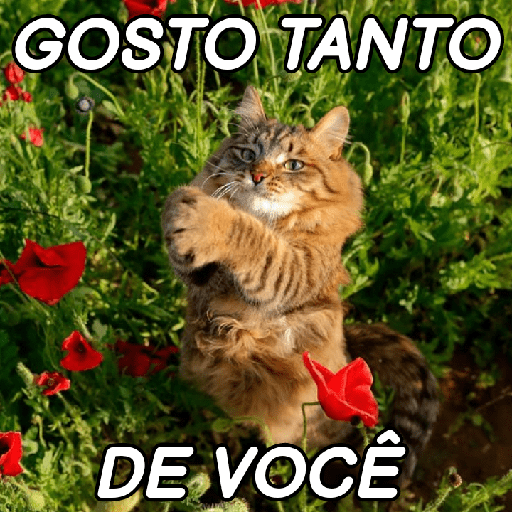 GATINHOS ROMÂNTICOS ❤️😻 6