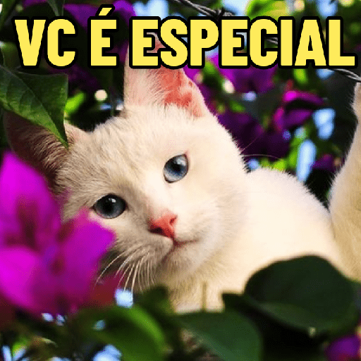 GATINHOS ROMÂNTICOS ❤️😻 9